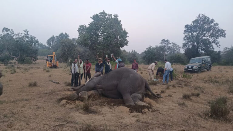 Elephant Death in Bandhavgarh